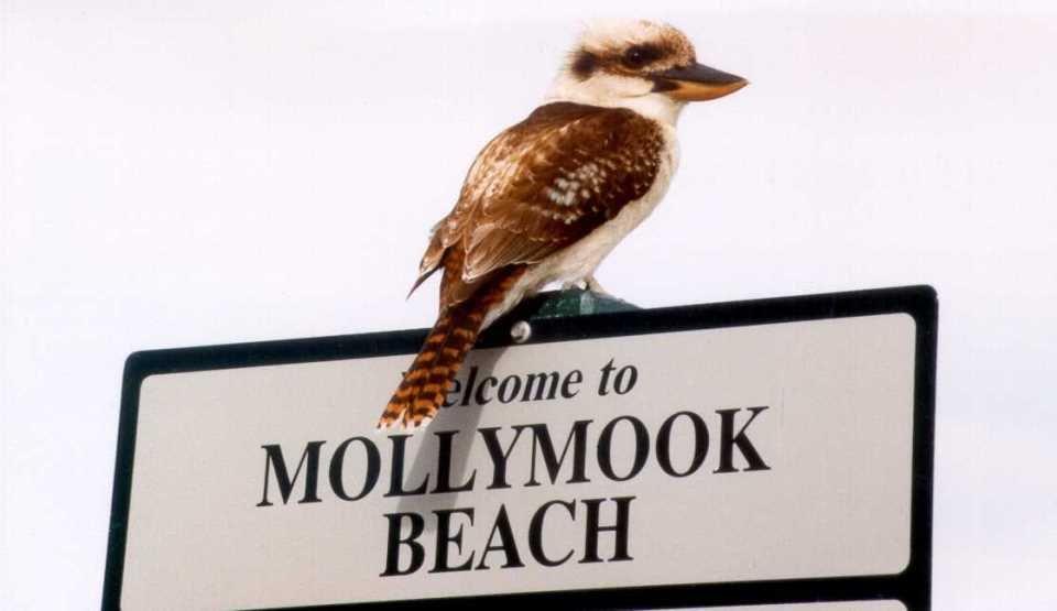 Mollymook Birdlife,Mollymook,Bird life,mollymook beach waterfront,destination mollymook milton ulladulla