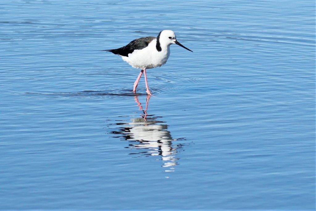 Coastal Birdlife,Bird life,mollymook beach waterfront,destination mollymook milton ulladulla,Gloucester,Belmont River,Kempsey,Crescent Head